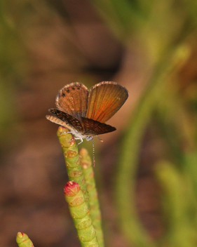 Eastern Pygmy-Blue